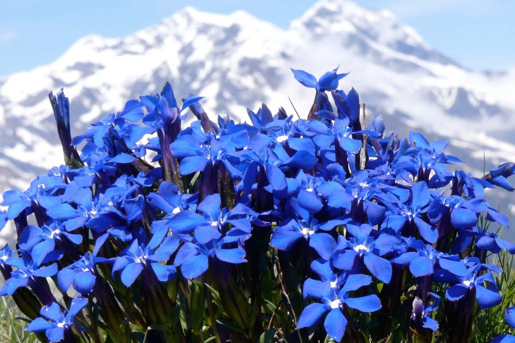 Val d'Isère gentianes