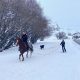 Val d'Isère horse-drawn skiing